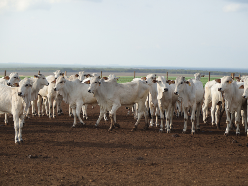 gestão agropecuária