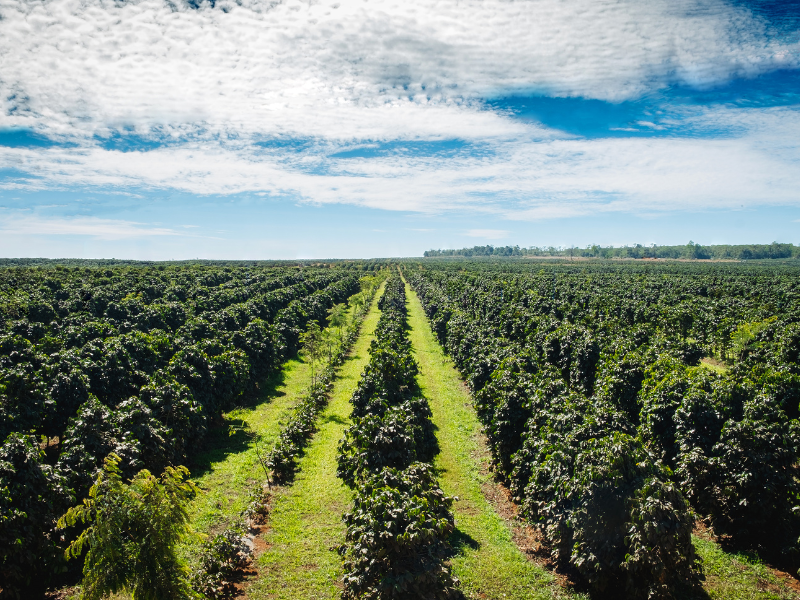 hedge commodities agrícolas e café