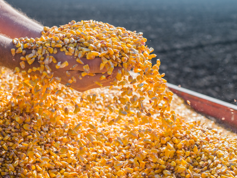 mercado futuro do milho e sua importância