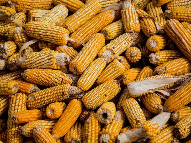 preço do milho e análise