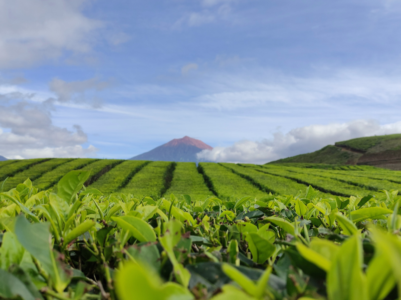 consultoria agrícola