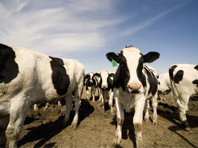 DDG para bovinos e benefícios