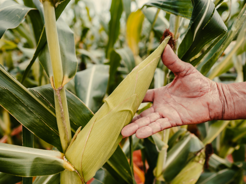 plantar milho dá lucro e sustentabilidade