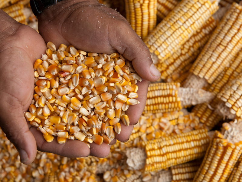 plantar milho dá lucro e fatores