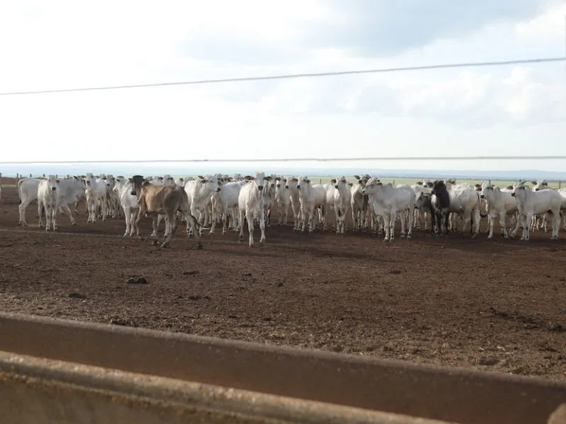 qual a importância do agronegócio e expansão