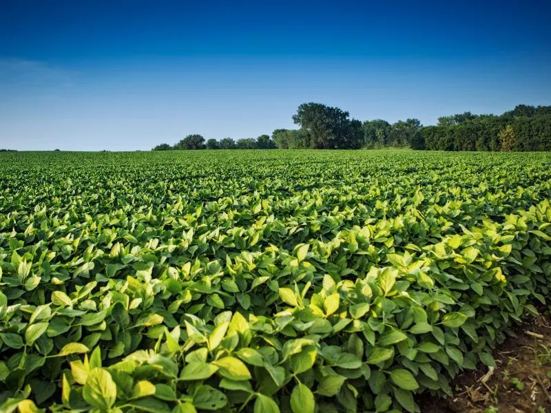 lucro por hectare de soja e gestão