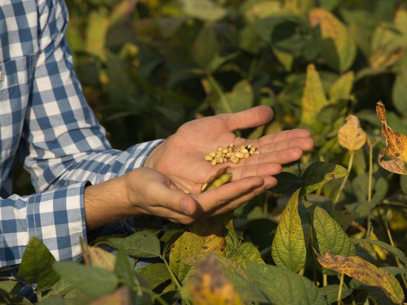 planejamento agrícola soja e sementes