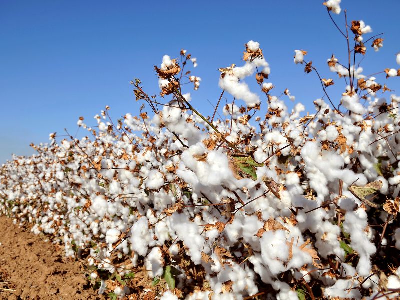 produção de algodão no Brasil e cultivo