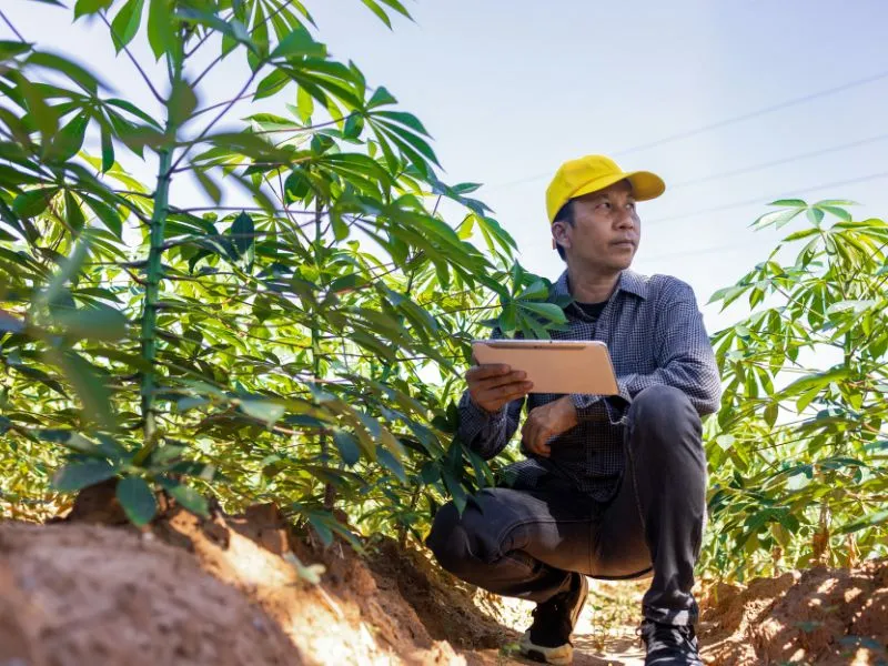 administração agrícola