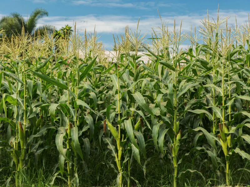 como operar commodities agrícolas e oferta