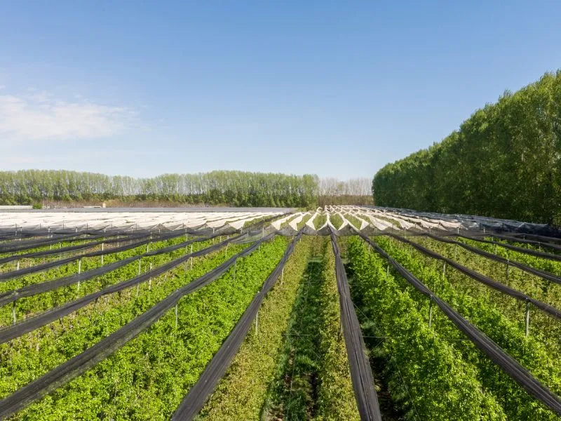 como vender produção agrícola