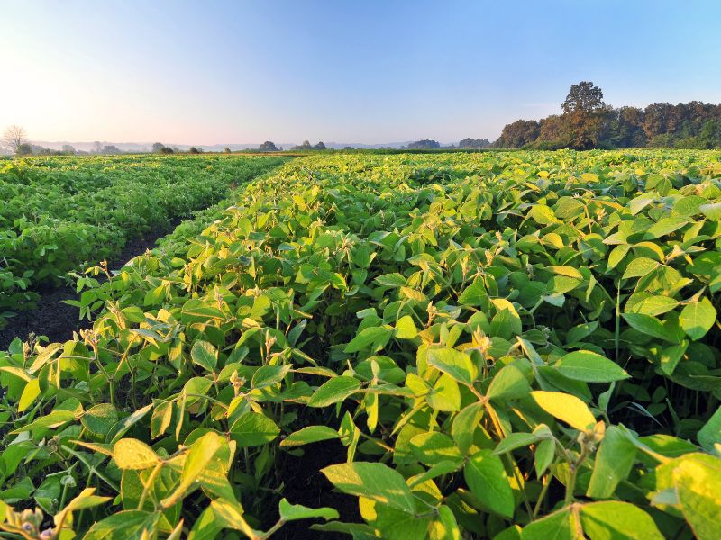 mercado agrícola e culturas