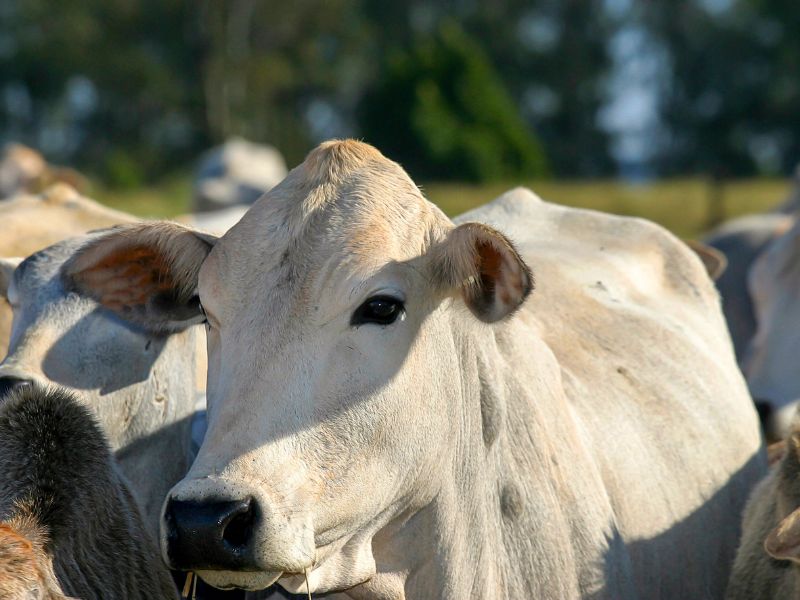 mercado agrícola e tipos