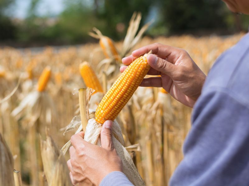 o que é Funrural e características