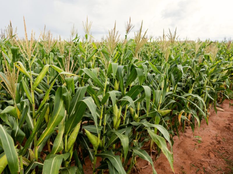 como fazer o cadastro ambiental rural e passos