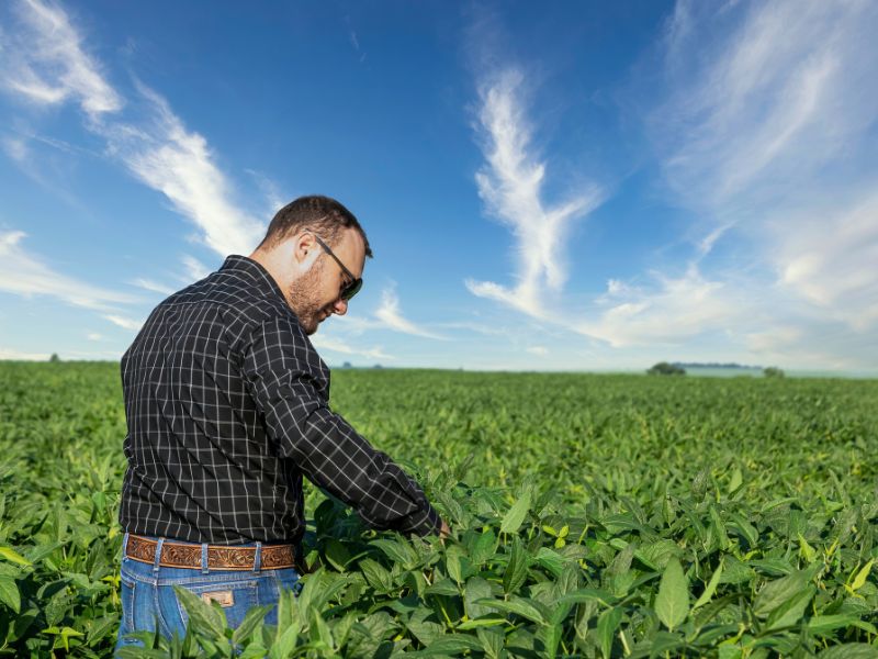 Plano Safra para Agricultura Familiar e inovações