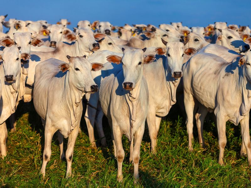 como aumentar a taxa de lotação em pastagem e manejo