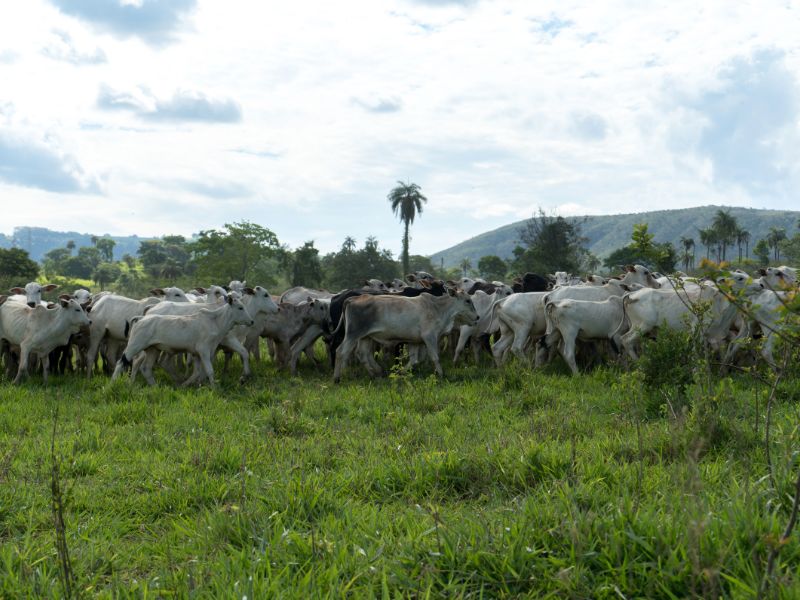 como aumentar a taxa de lotação em pastagem e produtividade