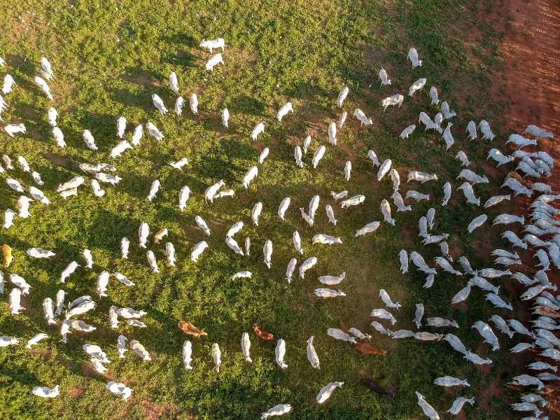 como aumentar a taxa de lotação em pastagem e métodos