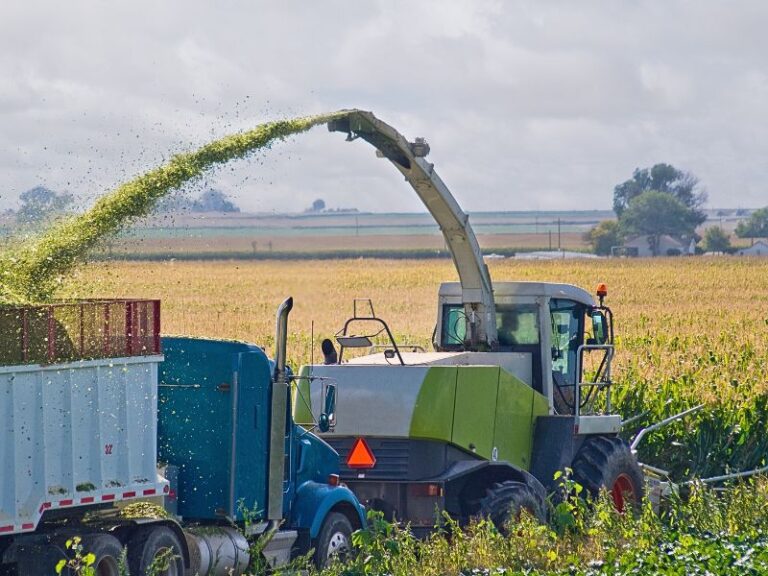 como-fazer-silagem-de-milho-guia-essencial-para-produtores