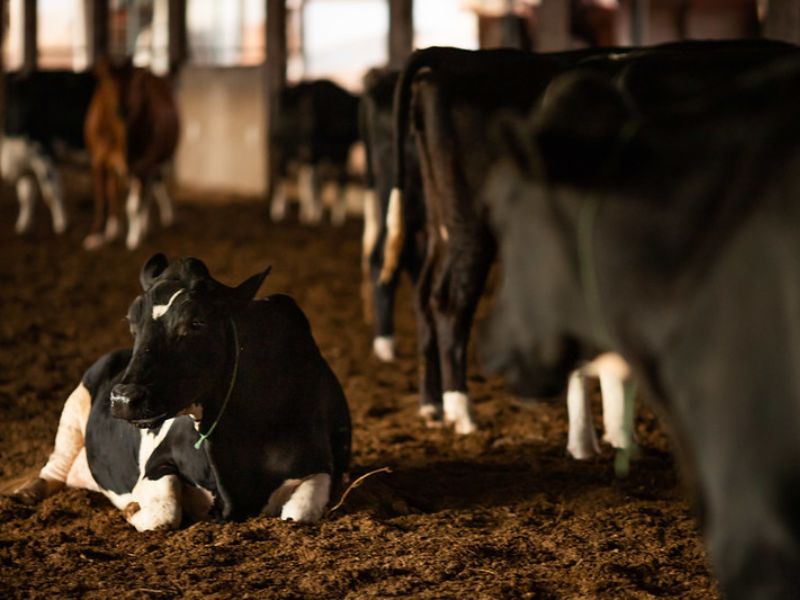 como fazer um compost barns e controle