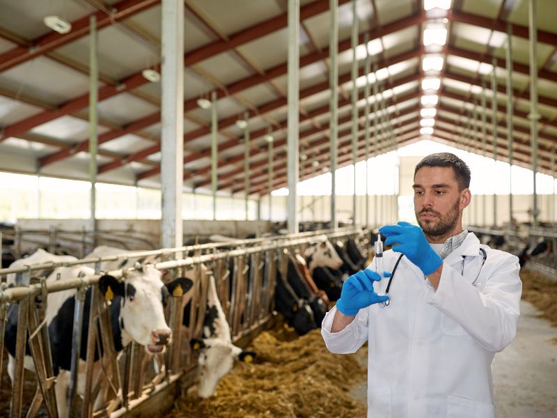 como fazer um free stall e alimentação