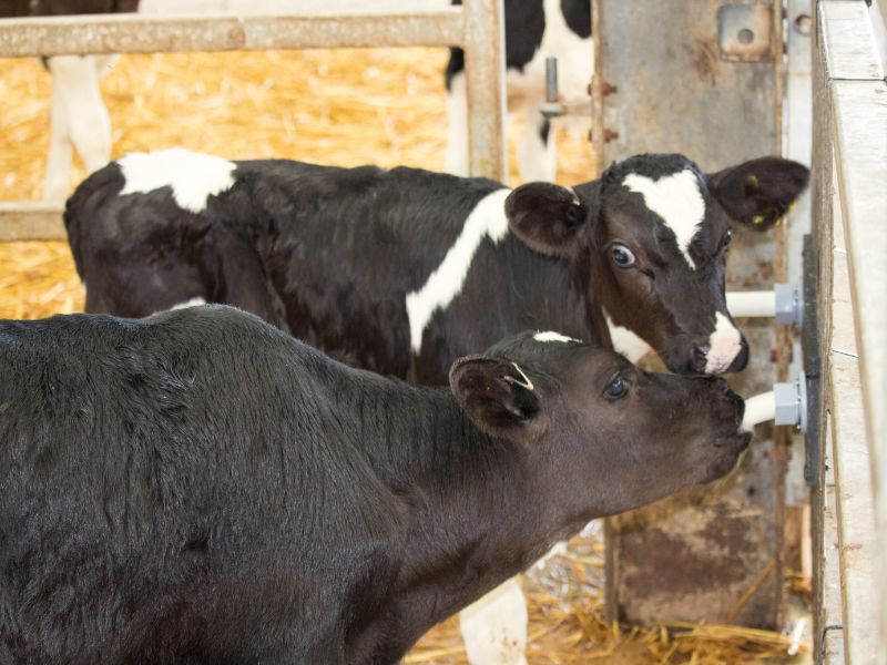 creep feeding bezerros e animais