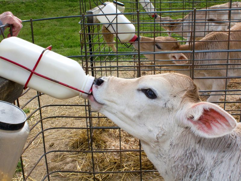 creep feeding bezerros