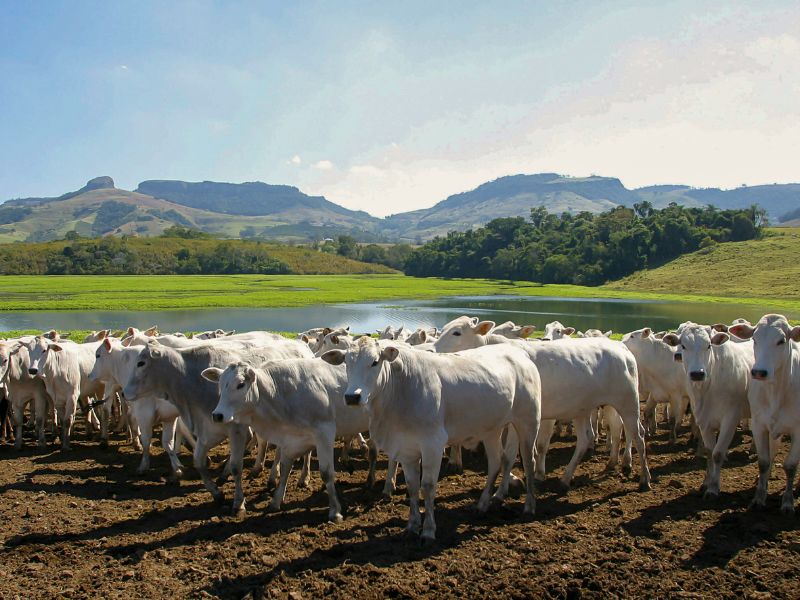 taxa de lotação e importância