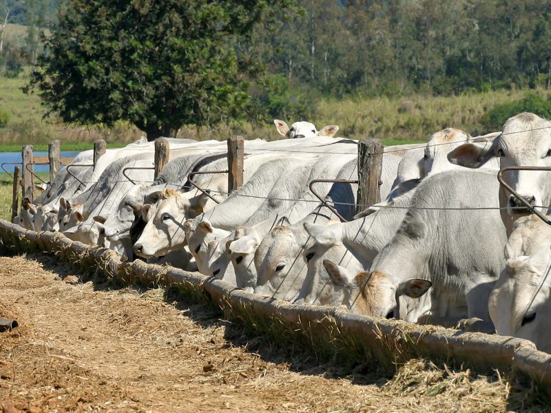 taxa de lotação e técnicas