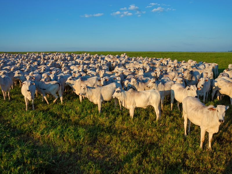 taxa de lotação e cálculo