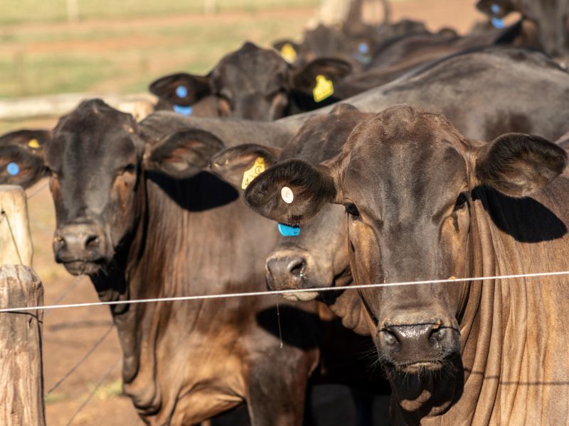 tipos de confinamento e animal