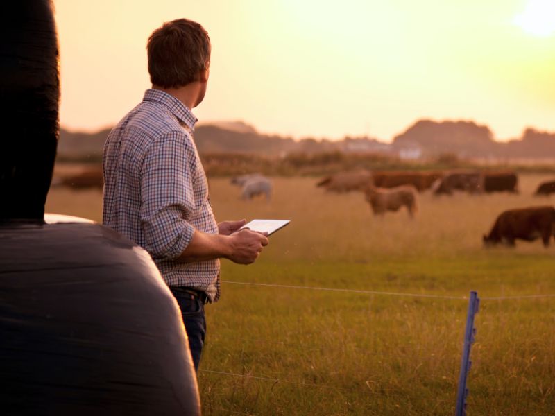 Ministério da Agricultura Pecuária e Abastecimento e fundamentos