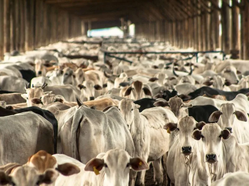 Ministério da Agricultura Pecuária e Abastecimento