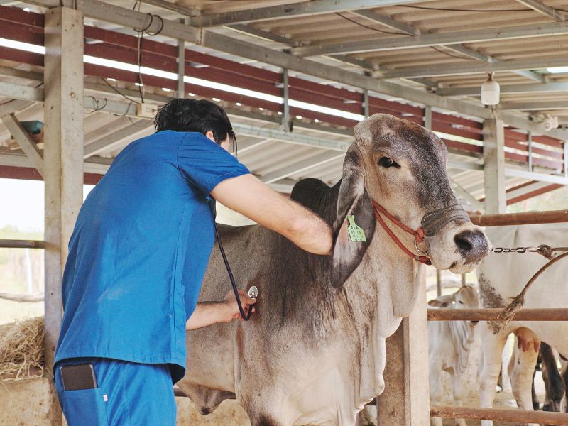 boi china e veterinário