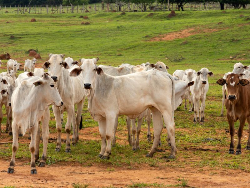 mercados e comercialização de produtos agrícolas​ e carnes