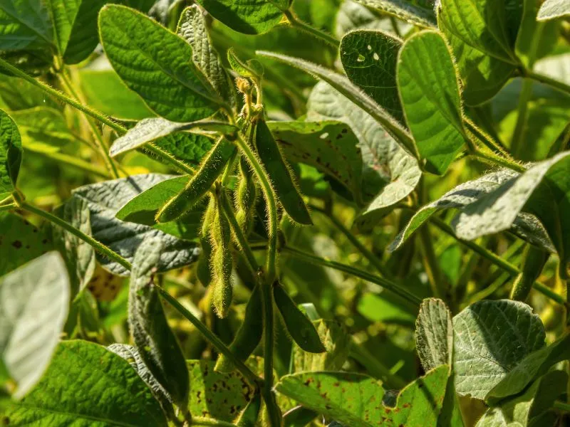 os três principais produtos agrícolas produzidos no Brasil atualmente​ e exportação