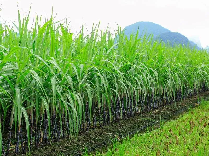 os três principais produtos agrícolas produzidos no brasil atualmente​ e açúcar