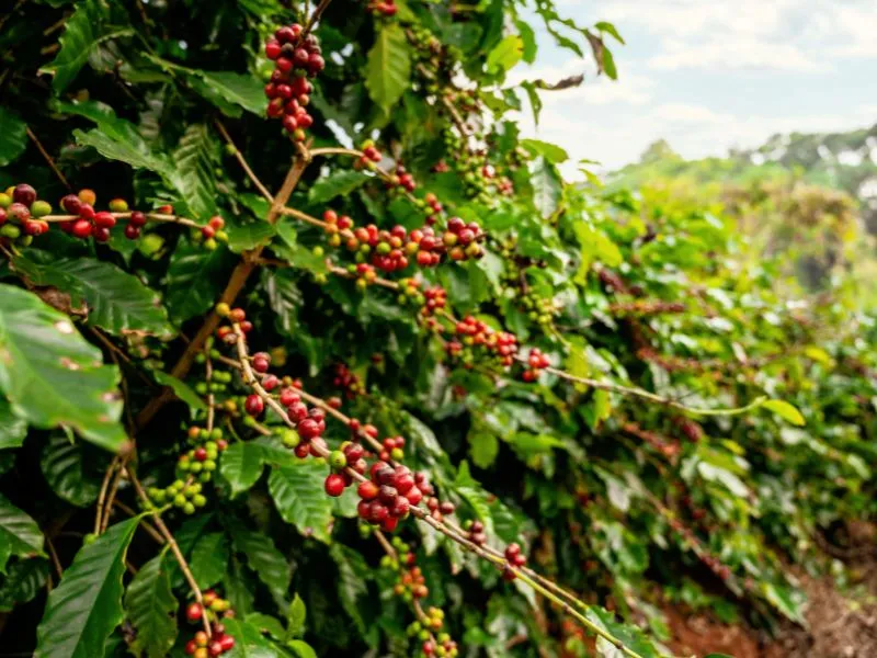 os três principais produtos agrícolas produzidos no brasil atualmente​ e café