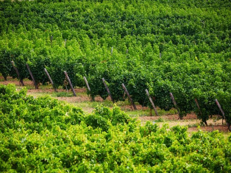 Quais os Principais Produtos Agrícolas da Região Sul?