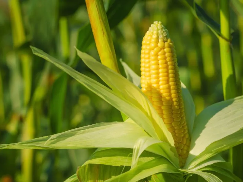 principais produtos agrícolas do Paraná_