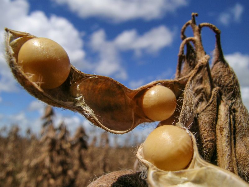 produtos agrícolas importados pelo Brasil​ e desafios