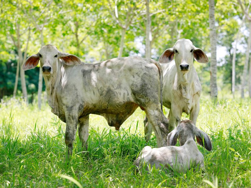 ilpf vantagens e desvantagens​ e ambiente