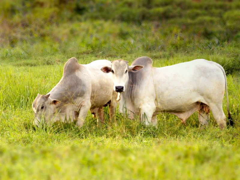 tipos de ILPF e animal