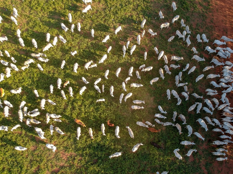 como é feito o manejo de pastagem​ e sistemas