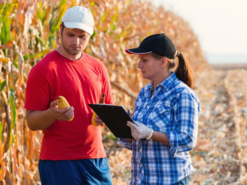 gestão de agro negocio na produção do milho​ e economia