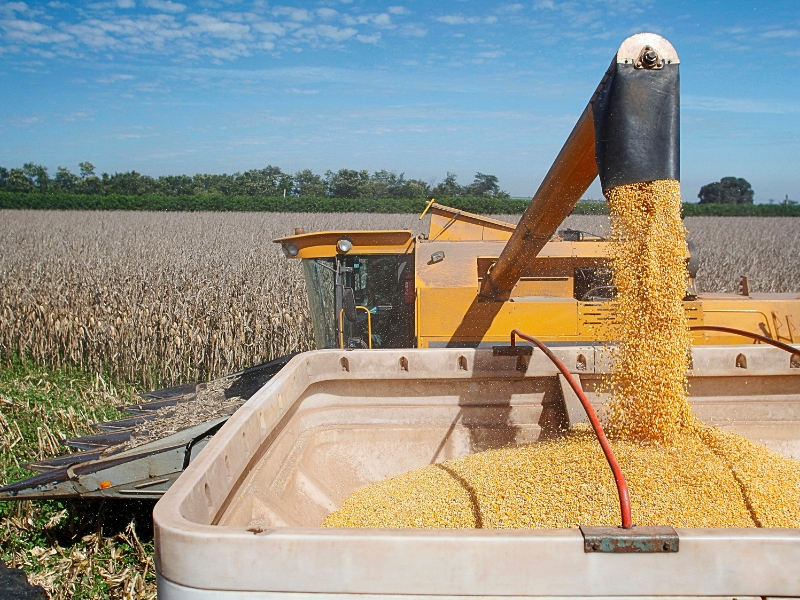 gestão de agro negocio na produção do milho​ e comércio