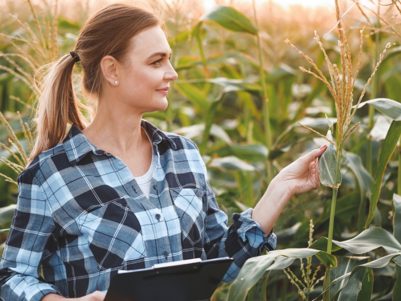 gestão de agro negocio na produção do milho_