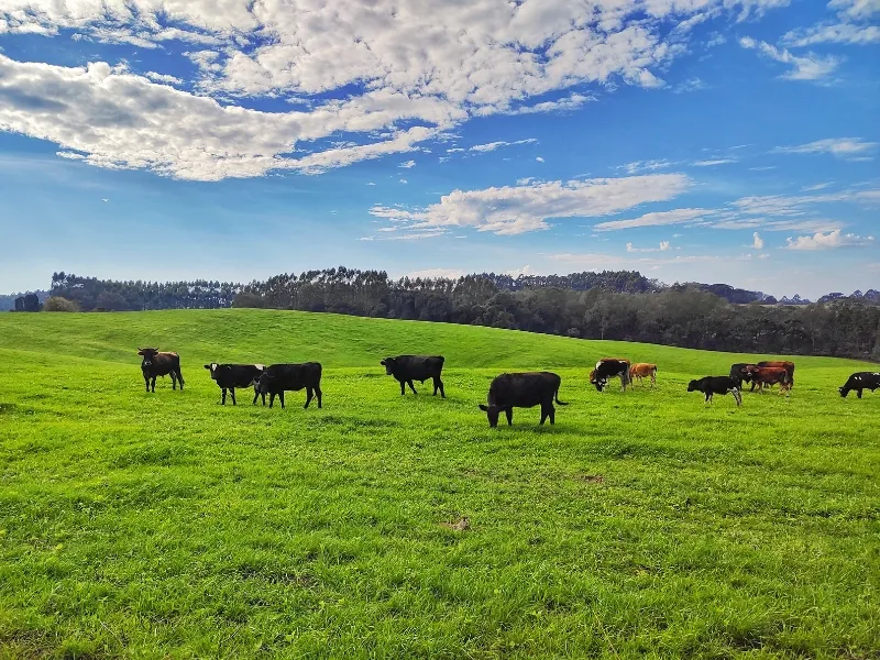 importância do manejo de pastagem​ e tipos