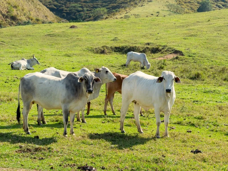 importância do manejo de pastagem​ e aspectos